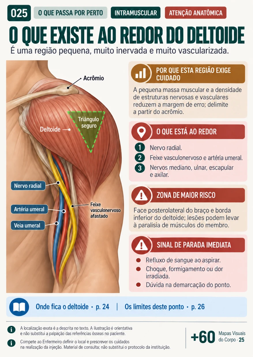 Anatomia e segurança do deltoide